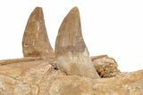 Fossil Primitive Whale (Basilosaur) Upper Jaw Section - Morocco #217826-8